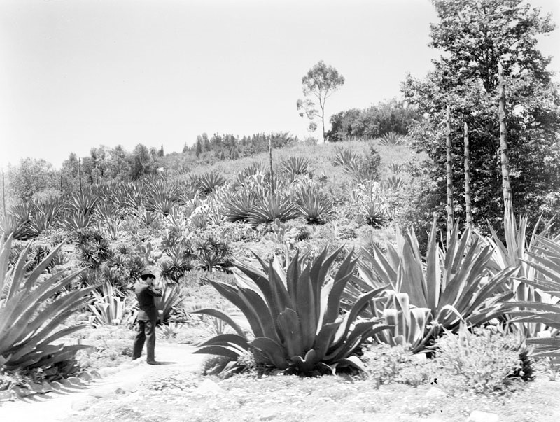 Kellogg Cactus Garden