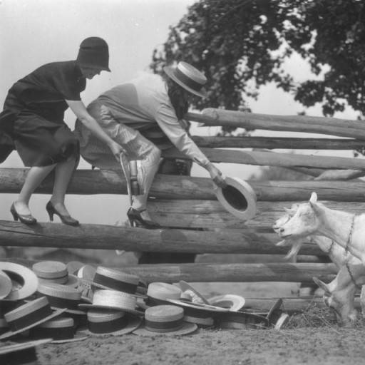 goats eating hats