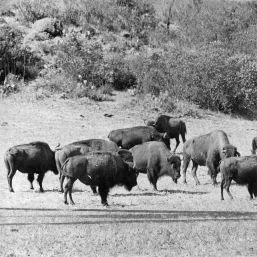 buffalo on catalina island