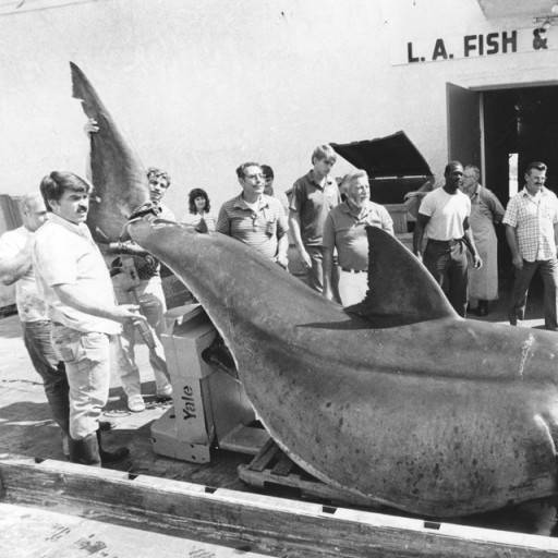 shark caught catalina island