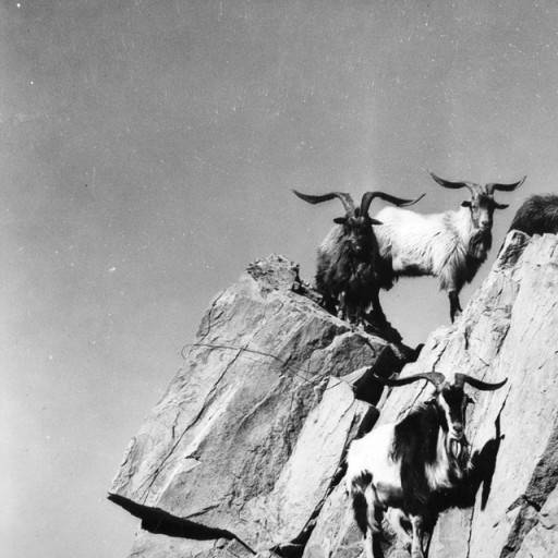 mountain goats on catalina